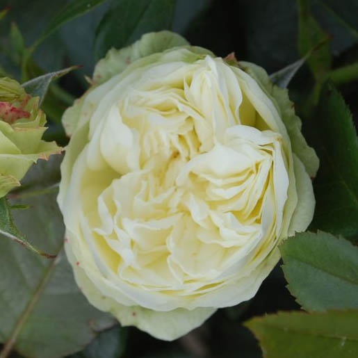 495_wedding_piano_2_125.jpg