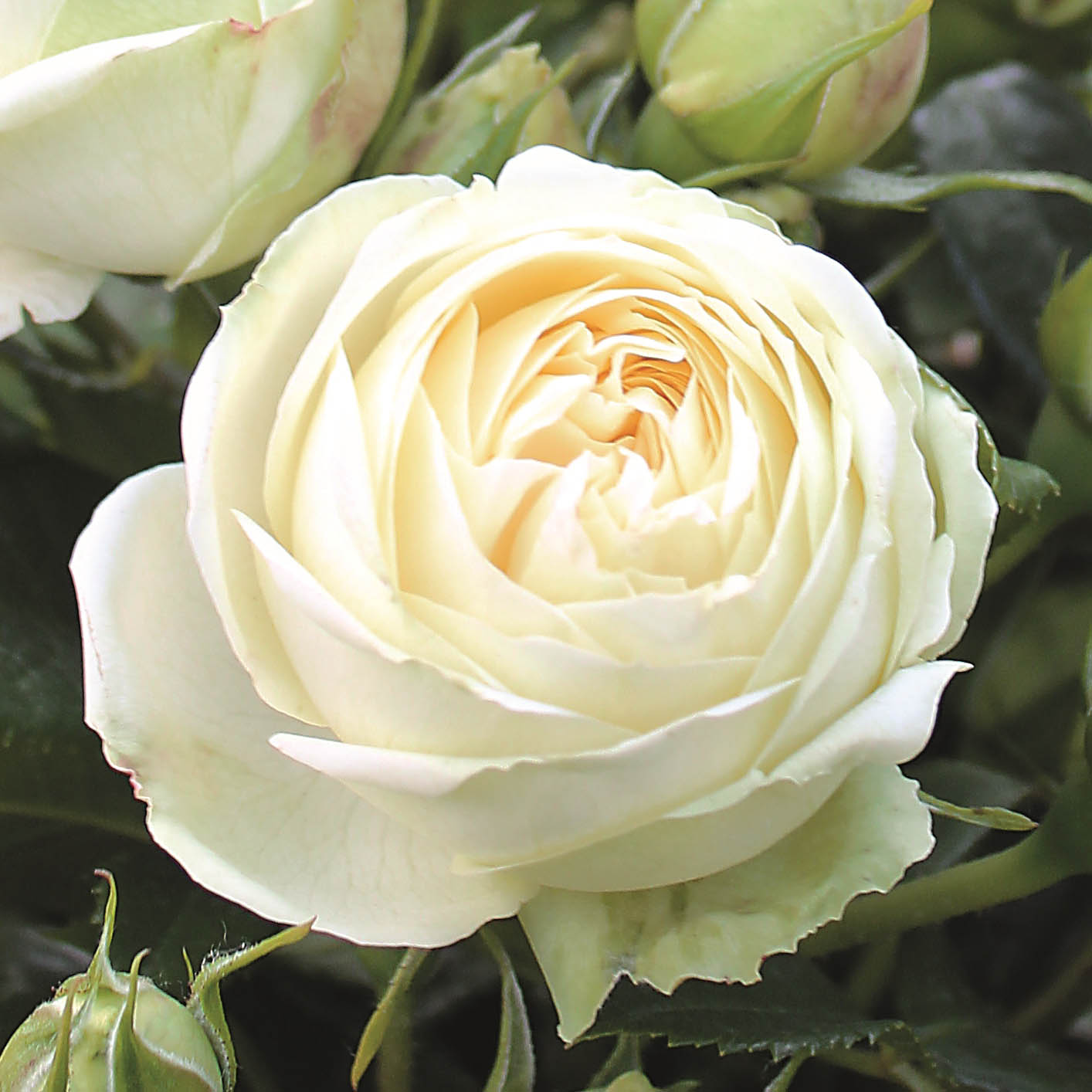 495_wedding_piano_3_125.jpg