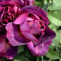 504_diablesse_de_mers_3_125.jpg