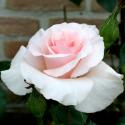 A WHITER SHADE OF PALE