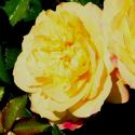 511_lampion_2_125.jpg