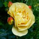 511_lampion_3_125.jpg
