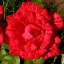 RED INTUITION