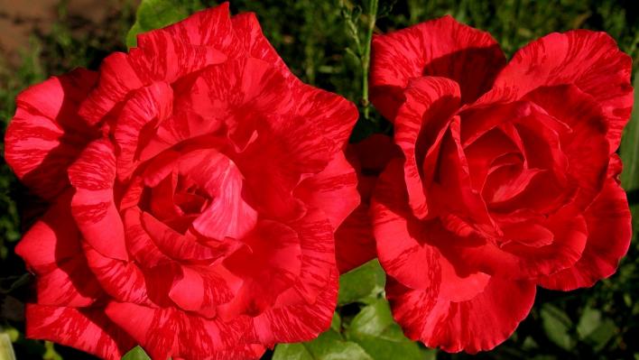 513_red_intuition_1_708.jpg