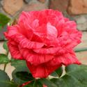 513_red_intuition_2_125.jpg