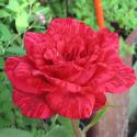 513_red_intuition_3_125.jpg