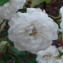 514_katharina_zeimet_4_125.jpg