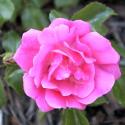 HEIDETRAUM