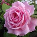 ROSENGRAFIN MARIE HENRIETTE