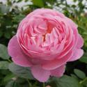 KOLNER FLORA