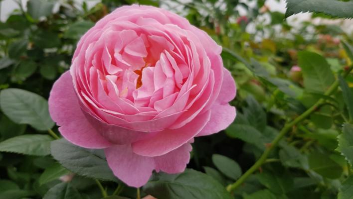 519_kolner_flora_1_708.jpg