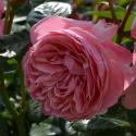 519_kolner_flora_2_125.jpg