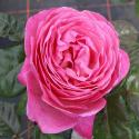 519_kolner_flora_3_125.jpg