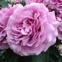 520_love_song_2_125.jpg