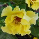 TIBET ROSE