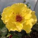 522_tibet_rose_3_125.jpg