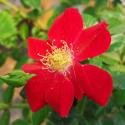 Bienenweide Rot
