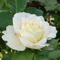 526_kronprinsesse_mary_2_125.jpg