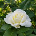 526_kronprinsesse_mary_3_125.jpg