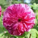 DUCHESSE DE CAMBRIDGE (Герцог Кембриджский)