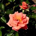 532_ann_henderson_2_125.jpg