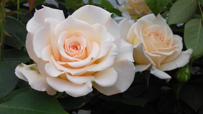 534_isnt_she_lovely_1_708.jpg