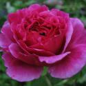 Vitalrose Madame Pompadour