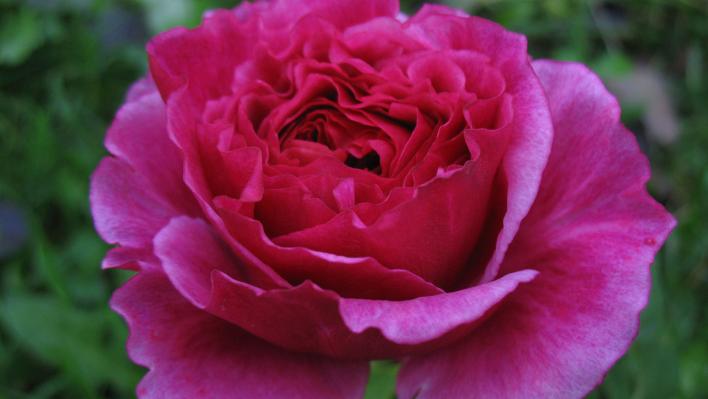 535_vitalrose_madame_pompadour_1_708.jpg