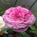 535_vitalrose_madame_pompadour_2_125.jpg