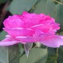 535_vitalrose_madame_pompadour_3_125.jpg