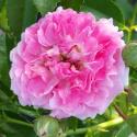 SEVEN SISTER ROSE