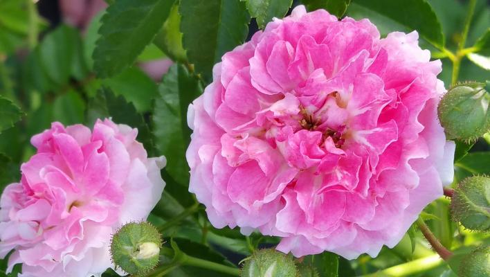 53_seven_sister_rose_1_708.jpg