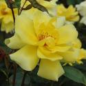 542_golden_showers_3_125.jpg