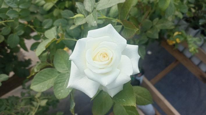 546_akito_1__708.jpg
