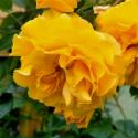 Starlet-Rose Lizzy