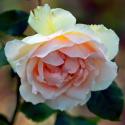 Johann Strauss