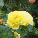 557_lichtkonigin_lucia_3_125.jpg