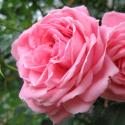 Coral Dawn