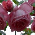 560_coral_dawn_3_125.jpg