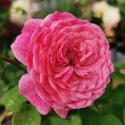 Morden Ruby