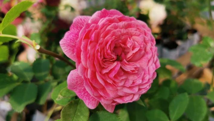 569_morden_ruby_1_708.jpg