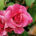 569_morden_ruby_2_125.jpg