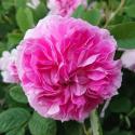 Blush Damask