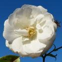 Blanche Cascade