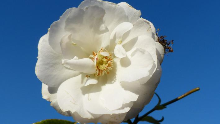 574_blanche_cascade_1_708.jpg