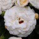 574_blanche_cascade_2_125.jpg