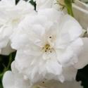 574_blanche_cascade_3_125.jpg