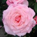 Tickled Pink