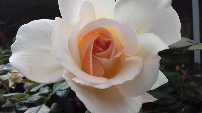 579_chandos_beauty_1_708.jpg