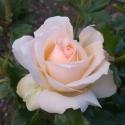 579_chandos_beauty_2_125.jpg